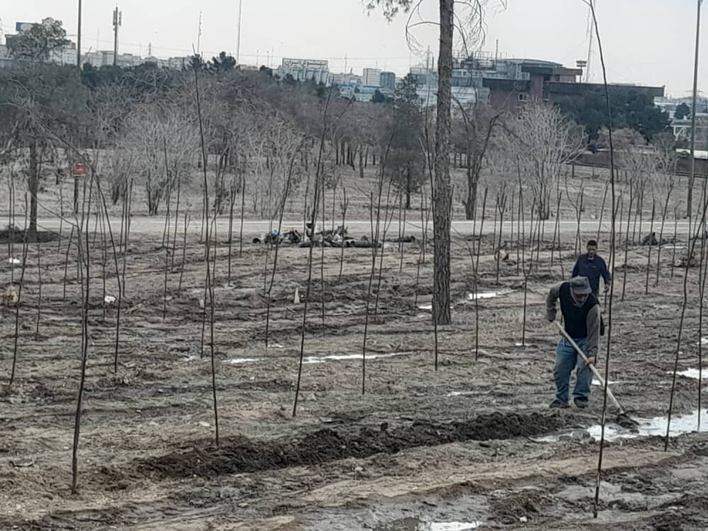 هشدار درباره مرگ خاموش درختان بوستان جنگلی تهران/ حذف نکردن درختان آفت‌زده، آغازگر بحران تازه